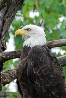 Bald Eagle